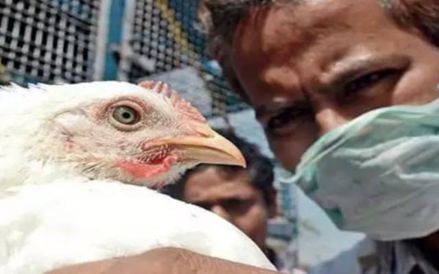 Bird fever in Kerala prompts alert in DK